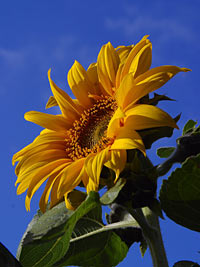 demo1_sunflower.jpg
